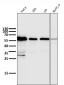 Anti-Cyclin B1 CCNB1 Rabbit Monoclonal Antibody
